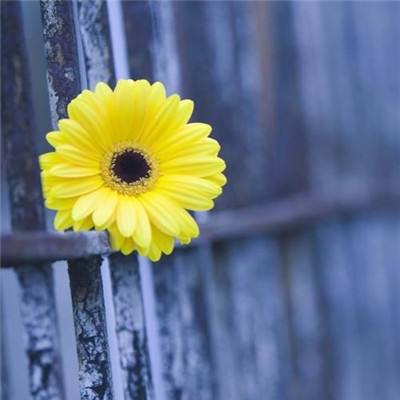 乐鱼app登录入口手机app下载