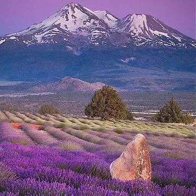 咪乐官方下载入口